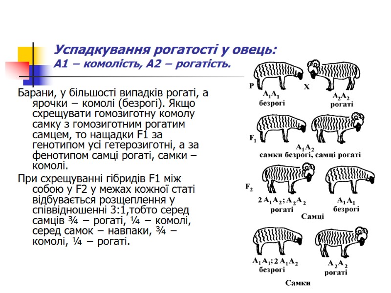Успадкування рогатості у овець:  А1 − комолість, А2 − рогатість. Барани, у більшості